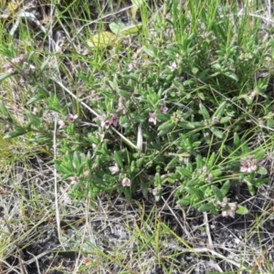 Zieria veronicea subsp. insularis at Newland, SA - 18 Sep 2021