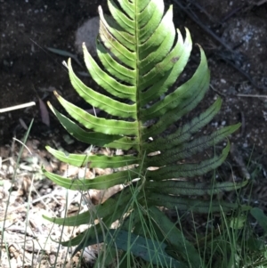 Blechnum cartilagineum at Paddys River, ACT - suppressed