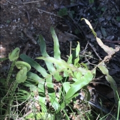 Blechnum cartilagineum at Paddys River, ACT - 9 Oct 2021