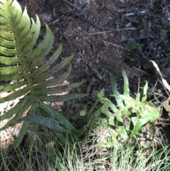 Blechnum cartilagineum at Paddys River, ACT - suppressed