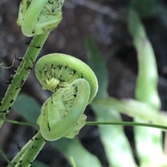 Blechnum cartilagineum at Paddys River, ACT - suppressed