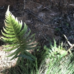 Blechnum cartilagineum at Paddys River, ACT - suppressed