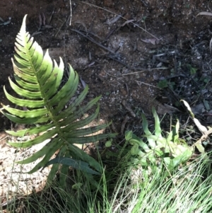 Blechnum cartilagineum at Paddys River, ACT - suppressed