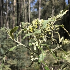 Bedfordia arborescens at Paddys River, ACT - 9 Oct 2021