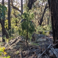 Callocephalon fimbriatum (Gang-gang Cockatoo) at Currawang, NSW - 17 Oct 2021 by camcols