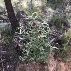 Eucalyptus viminalis (Ribbon Gum) at Paddys River, ACT - 9 Oct 2021 by Tapirlord