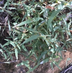 Eucalyptus viminalis at Paddys River, ACT - 9 Oct 2021 01:39 PM