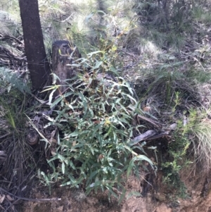 Eucalyptus viminalis at Paddys River, ACT - 9 Oct 2021