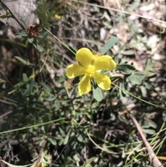 Hibbertia obtusifolia (Grey Guinea-flower) at Paddys River, ACT - 9 Oct 2021 by Tapirlord