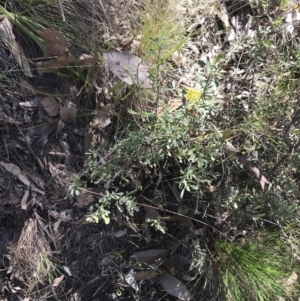 Hibbertia obtusifolia at Paddys River, ACT - 9 Oct 2021