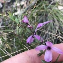 Tetratheca bauerifolia (Heath Pink-bells) at Tidbinbilla Nature Reserve - 9 Oct 2021 by Tapirlord