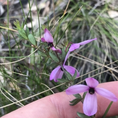 Tetratheca bauerifolia (Heath Pink-bells) at Paddys River, ACT - 9 Oct 2021 by Tapirlord