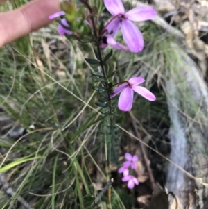 Tetratheca bauerifolia at Paddys River, ACT - 9 Oct 2021