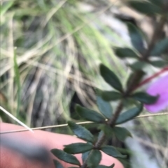 Tetratheca bauerifolia at Paddys River, ACT - 9 Oct 2021