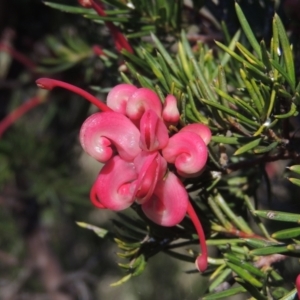 Grevillea rosmarinifolia subsp. rosmarinifolia at Theodore, ACT - 22 Sep 2021