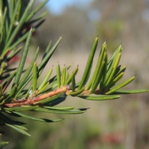 Grevillea rosmarinifolia subsp. rosmarinifolia at Theodore, ACT - 22 Sep 2021