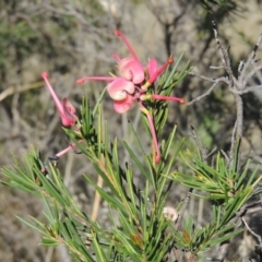 Grevillea rosmarinifolia subsp. rosmarinifolia at Theodore, ACT - 22 Sep 2021