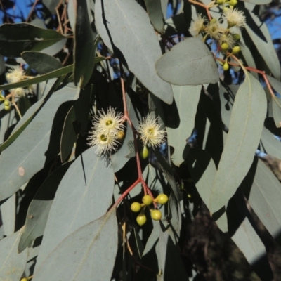 Eucalyptus polyanthemos (Red Box) at Tuggeranong Hill - 22 Sep 2021 by michaelb