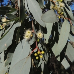 Eucalyptus polyanthemos (Red Box) at Theodore, ACT - 22 Sep 2021 by michaelb