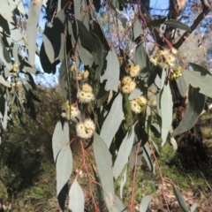 Eucalyptus polyanthemos at Theodore, ACT - 22 Sep 2021