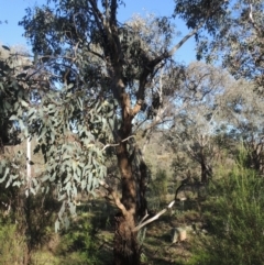 Eucalyptus polyanthemos at Theodore, ACT - 22 Sep 2021
