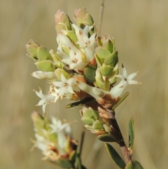 Brachyloma daphnoides (Daphne Heath) at Theodore, ACT - 22 Sep 2021 by MichaelBedingfield