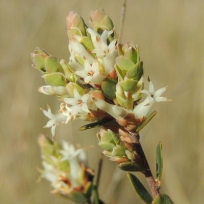Brachyloma daphnoides (Daphne Heath) at Tuggeranong Hill - 22 Sep 2021 by michaelb