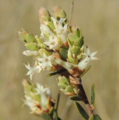 Brachyloma daphnoides (Daphne Heath) at Tuggeranong Hill - 22 Sep 2021 by michaelb