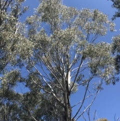 Eucalyptus viminalis subsp. viminalis (Manna Gum) at Tidbinbilla Nature Reserve - 9 Oct 2021 by Tapirlord