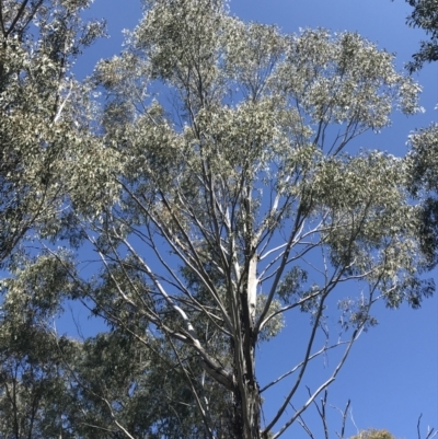 Eucalyptus sp. (A Gum Tree) at Paddys River, ACT - 9 Oct 2021 by Tapirlord