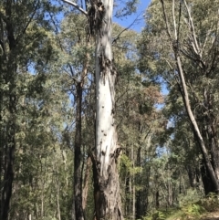 Eucalyptus sp. at Paddys River, ACT - 9 Oct 2021