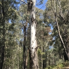 Eucalyptus viminalis subsp. viminalis at Tidbinbilla Nature Reserve - 9 Oct 2021 01:47 PM