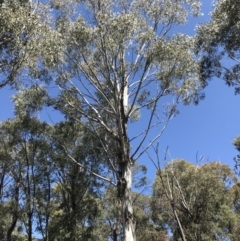 Eucalyptus sp. at Tidbinbilla Nature Reserve - 9 Oct 2021