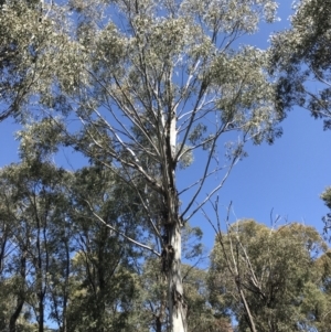 Eucalyptus viminalis subsp. viminalis at Tidbinbilla Nature Reserve - 9 Oct 2021 01:47 PM