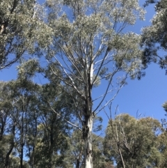 Eucalyptus sp. at Paddys River, ACT - 9 Oct 2021