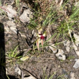 Caladenia parva at Carwoola, NSW - 18 Oct 2021