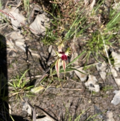 Caladenia parva (Brown-clubbed Spider Orchid) at Carwoola, NSW - 18 Oct 2021 by Moosemcf