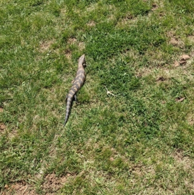 Tiliqua scincoides scincoides (Eastern Blue-tongue) at Hackett, ACT - 18 Oct 2021 by WalterEgo