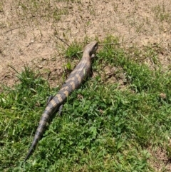 Tiliqua scincoides scincoides at Hackett, ACT - 18 Oct 2021