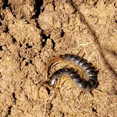 Ethmostigmus rubripes (Giant centipede) at Stromlo, ACT - 18 Oct 2021 by trevorpreston