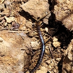 Ethmostigmus rubripes at Stromlo, ACT - 18 Oct 2021