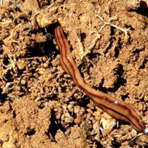 Anzoplana trilineata at Stromlo, ACT - 18 Oct 2021 12:00 PM