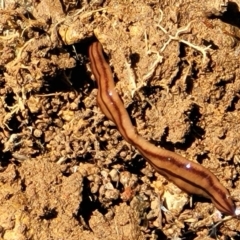 Anzoplana trilineata (A Flatworm) at Stromlo, ACT - 18 Oct 2021 by tpreston