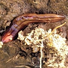 Anzoplana trilineata at Stromlo, ACT - 18 Oct 2021 12:00 PM