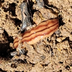 Anzoplana trilineata at Stromlo, ACT - 18 Oct 2021 12:00 PM