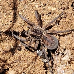 Tasmanicosa sp. (genus) (Tasmanicosa wolf spider) at Stromlo, ACT - 18 Oct 2021 by trevorpreston