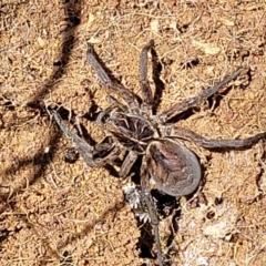 Tasmanicosa sp. (genus) at Stromlo, ACT - 18 Oct 2021