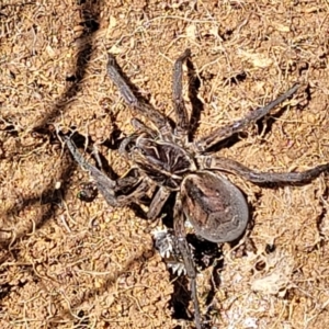 Tasmanicosa sp. (genus) at Stromlo, ACT - 18 Oct 2021
