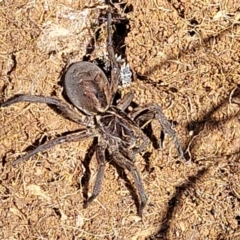 Tasmanicosa sp. (genus) at Stromlo, ACT - 18 Oct 2021