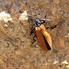 Porrostoma sp. (genus) at Stromlo, ACT - 18 Oct 2021